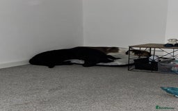 Labrador Retriever dogs for sale: Labrador- 6 Months Old Black - Image 4