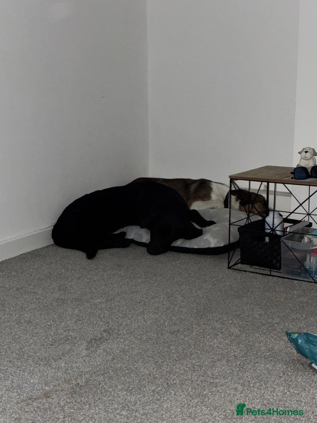 Labrador Retriever dogs for sale: Labrador- 6 Months Old Black - Image 4