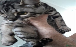 Savannah cats for sale: Full Pedigree & TICA Reg F5 Marble Savannah Kitten - Image 7