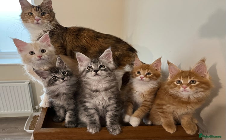Maine Coon cats - Advert 13