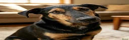 Mixed Breed dogs for adoption: CRISTI - A Lovely Survivor for a Loving Home in Nottingham - Advert 4