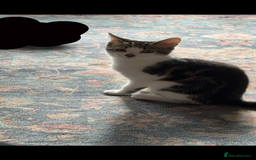 Mixed Breed cats for sale: 15/15 week old kitten  - Image 3