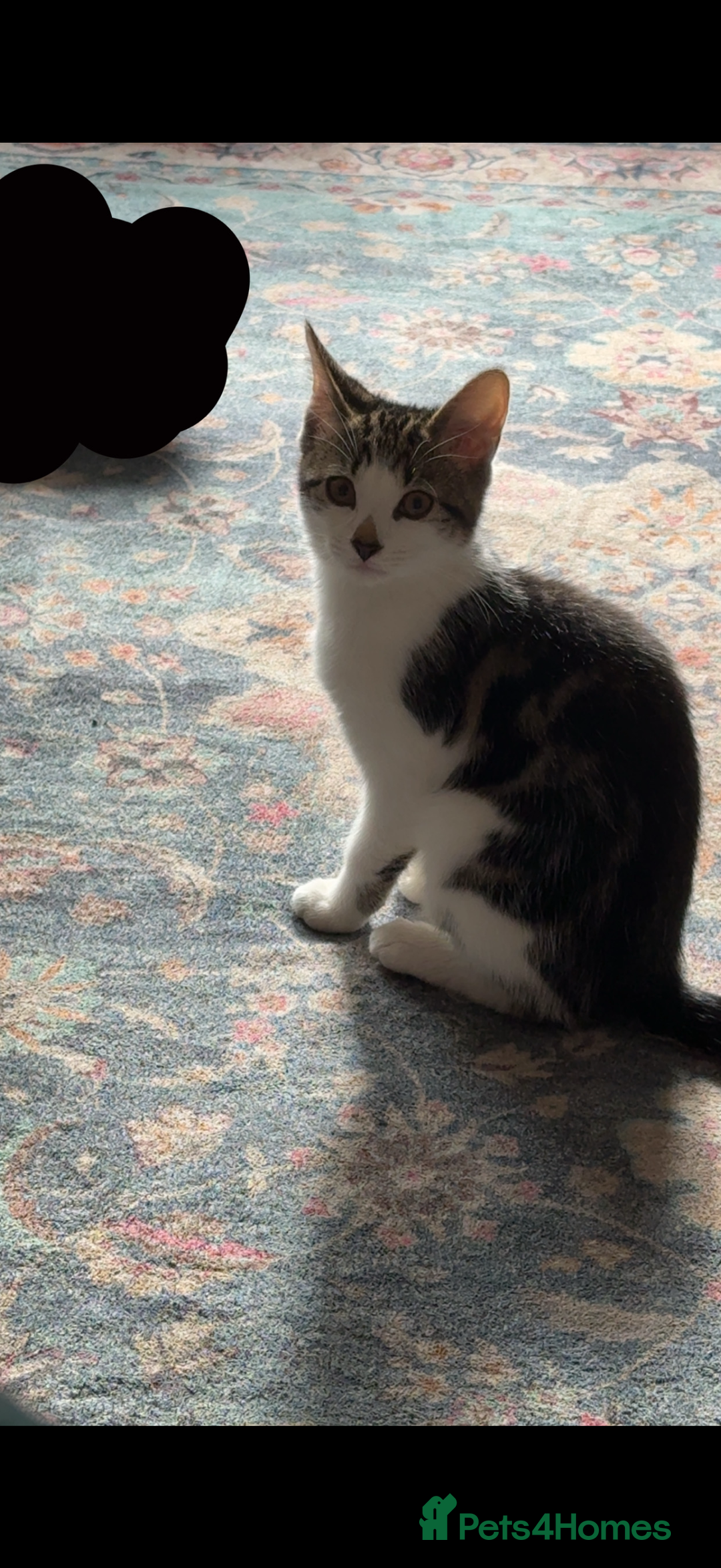Mixed Breed cats for sale: 15/15 week old kitten  - Image 3