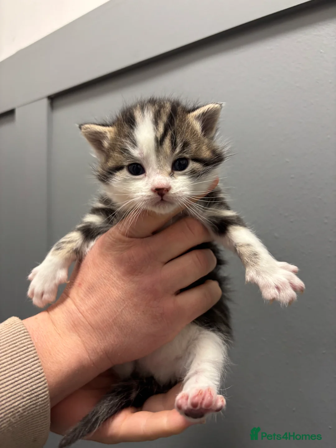 Mixed Breed cats for sale: Cute kittens ready next week! - Advert 5