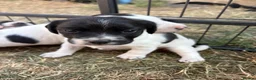 Sprollie dogs for sale: Beautiful black & white sprocker x collie puppies  in Devizes - Advert 3