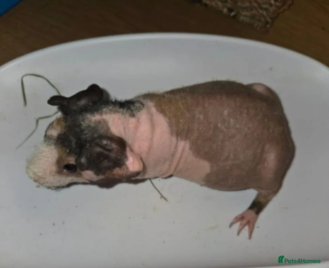 Guinea Pig rodents for sale: Skinny/warewolf guinea pigs  - Advert 5