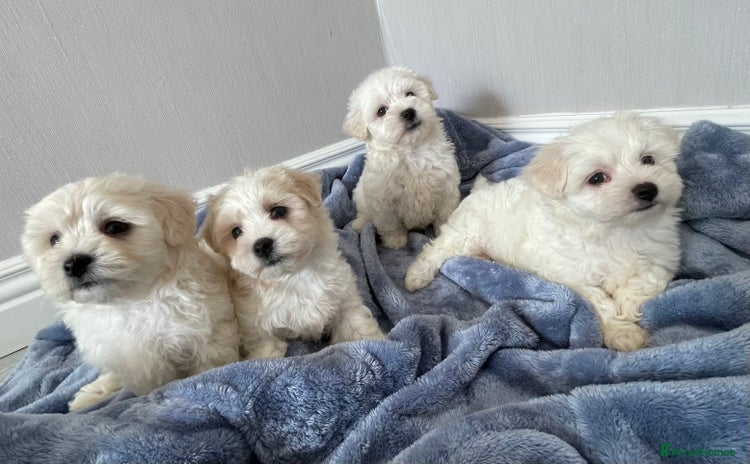 Maltipoo dogs - Advert 5