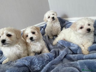 Maltipoo dogs - Advert 3