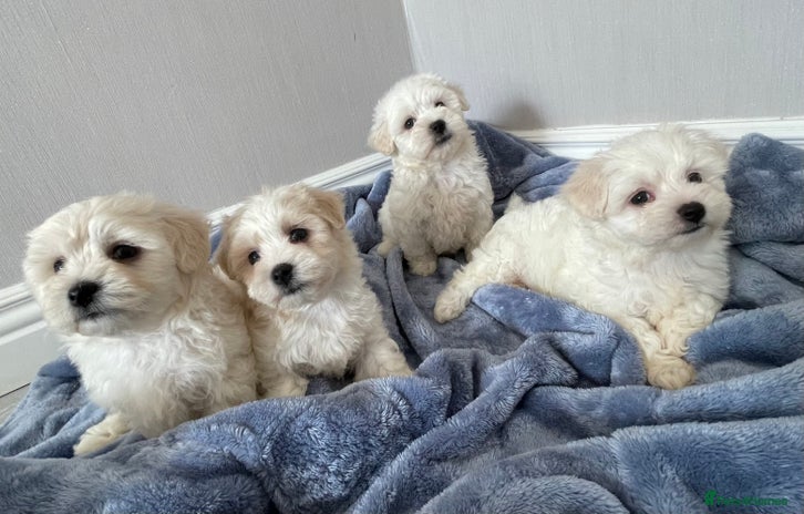 Maltipoo dogs - Advert 8