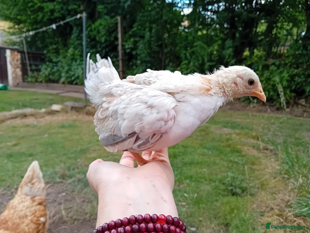 Chickens poultry for sale: Beautiful Tame Serama Trio - Handled Daily - Image 4
