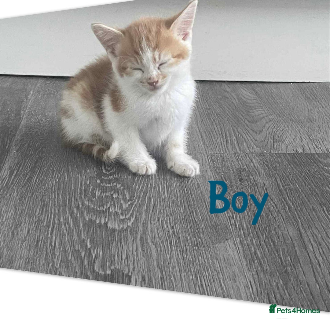 Mixed Breed cats for sale: Beautiful mixed breed ready to leave now x  - Image 5
