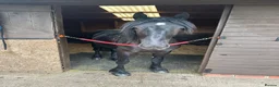 Dales horses for sale: Exceptional Dales Mare Studbook Section A in Coventry - Advert 4