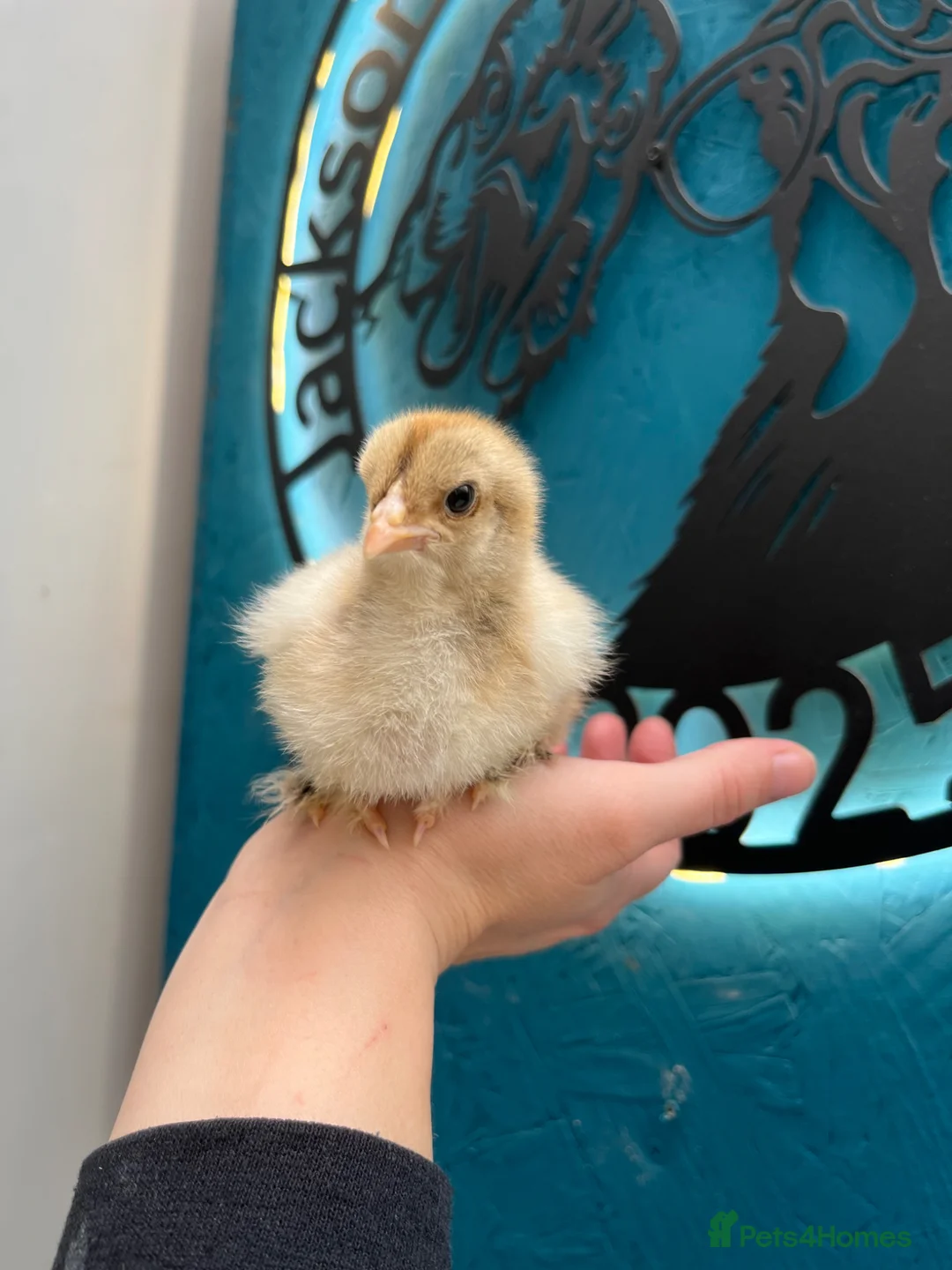 Mixed Breed poultry for sale: Chicks, turkeys, Brahma, silkie, cross, polish  - Advert 1