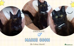 Maine Coon cats for sale: Adorable Maine Coon kittens in Manchester - Image 10