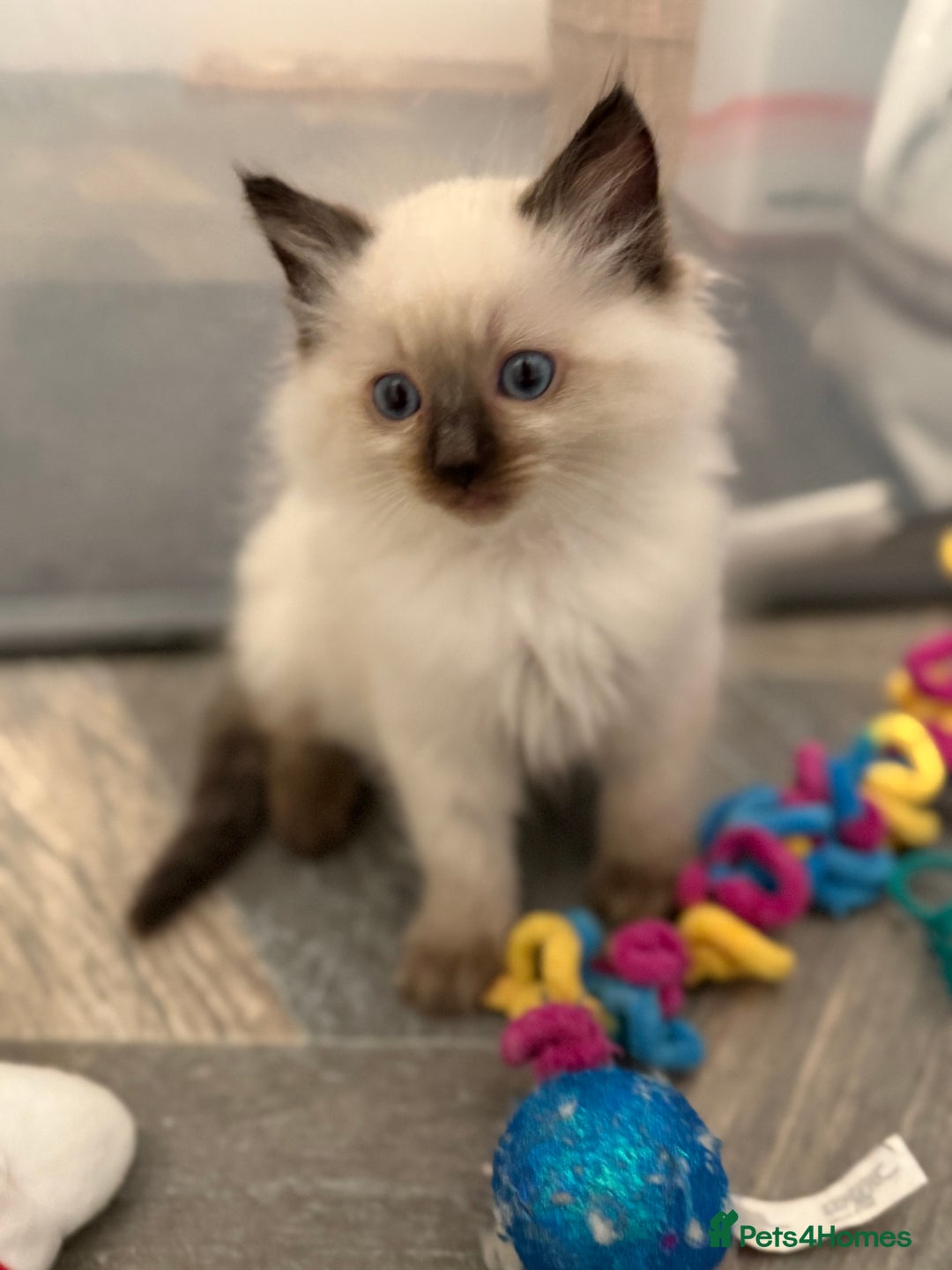 Ragdoll cats for sale: GCCF Registered seal point kittens - Image 13
