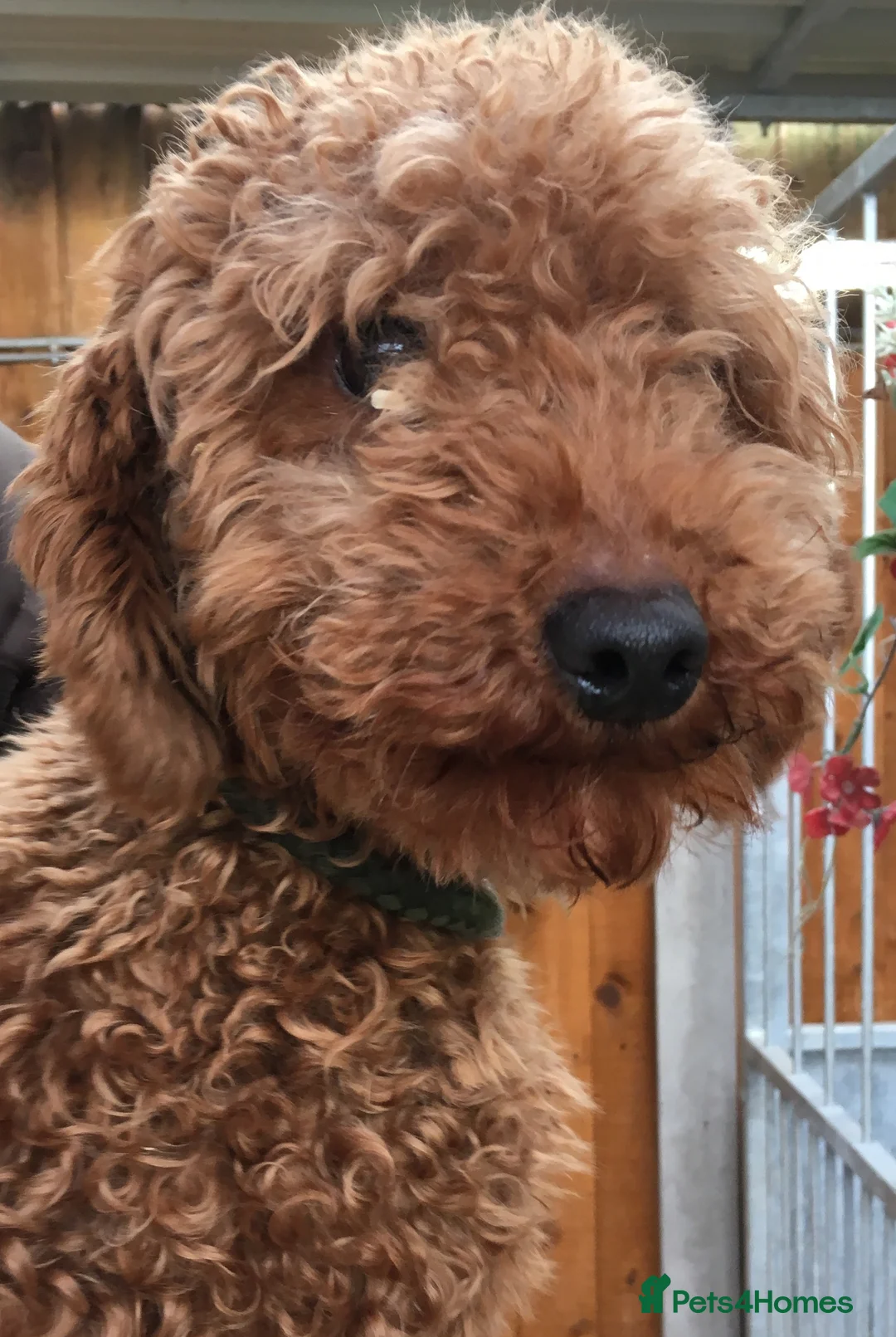 Miniature Poodle dogs for stud: Red miniature stud in Ashbourne - Advert 3