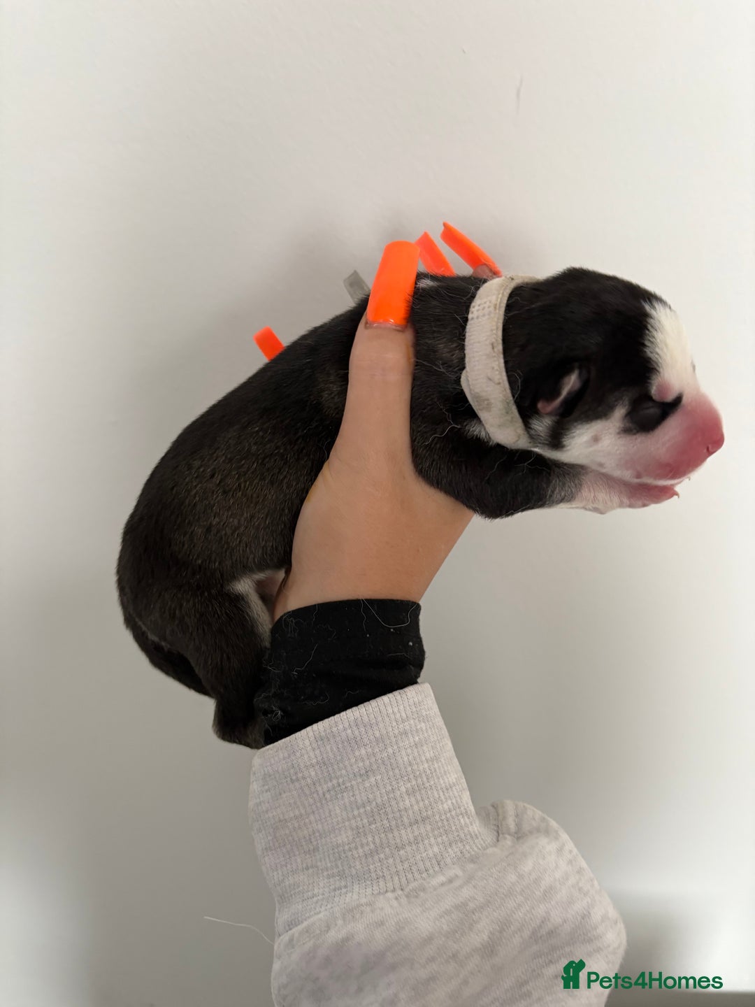 Siberian Husky dogs for sale: Husky puppies - Image 6