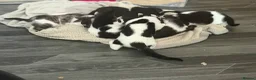 Mixed Breed cats for sale: Cats for rehome. Read add before replying.  in Aberdeen - Advert 6