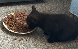British Longhair cats for sale: Beautiful Black and grey kittens - Image 5