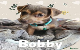 Jack Russell dogs for sale: miniature Jack Russell Puppies - Image 2