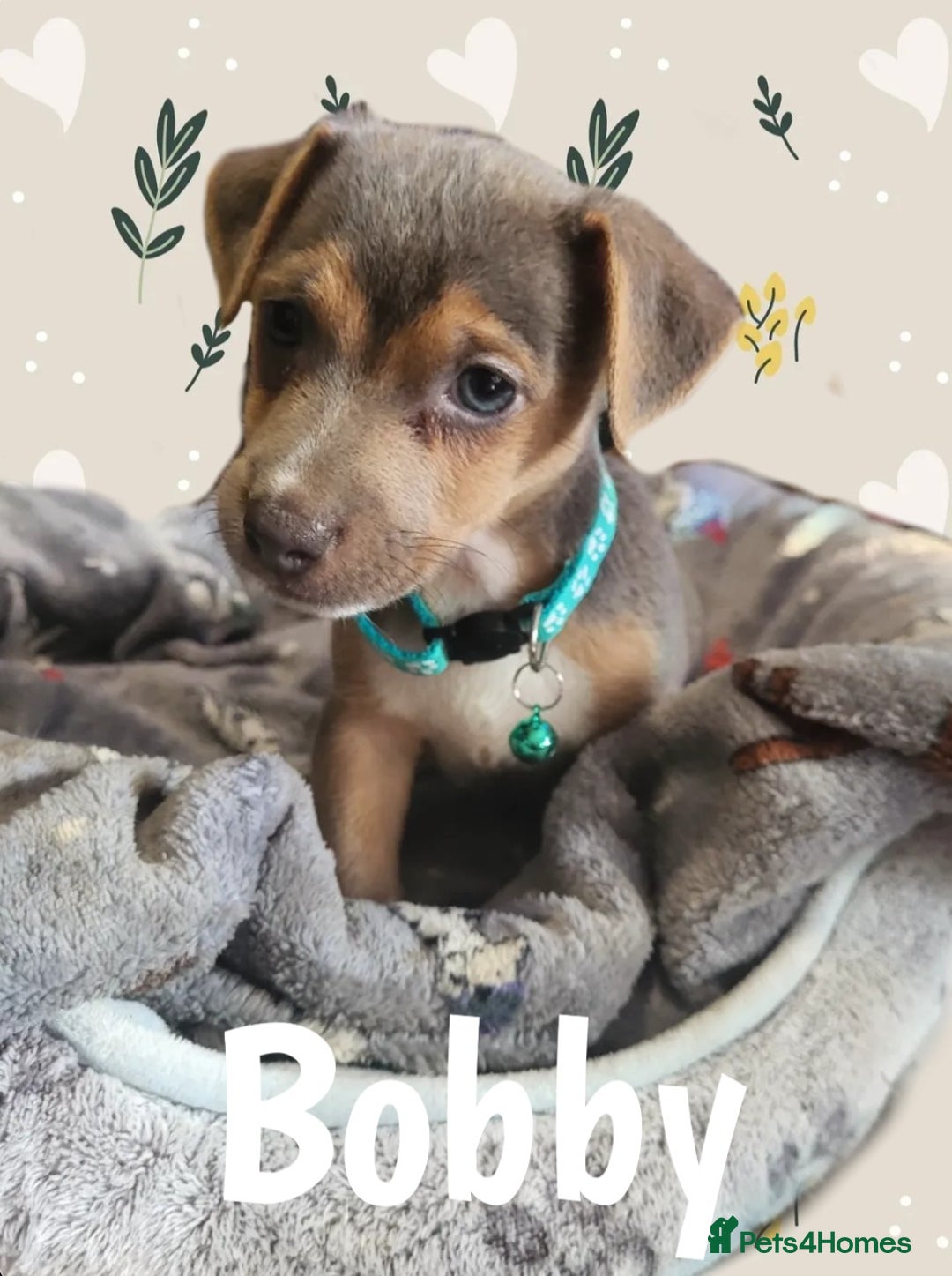 Jack Russell dogs for sale: miniature Jack Russell Puppies - Image 2