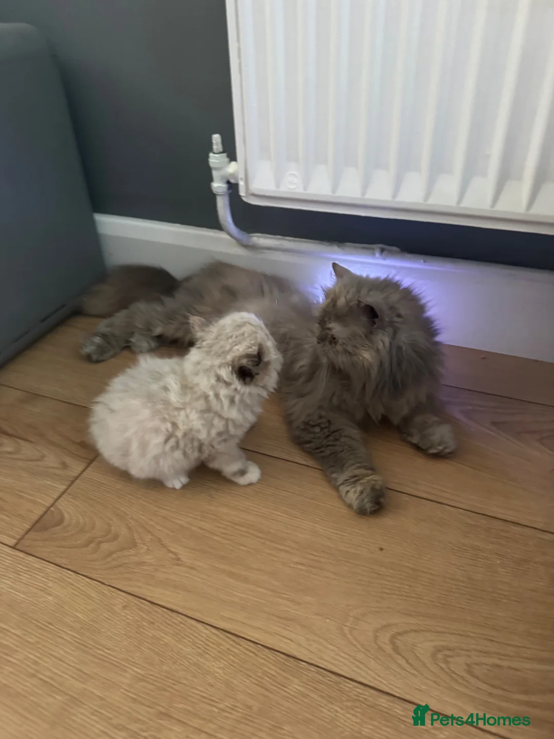 Persian cats for sale: Stunning Persian kittens  - Advert 2