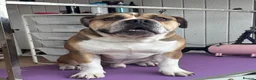 Dorset Olde Tyme Bulldogge dogs for stud: Rocky  in Halifax - Advert 2
