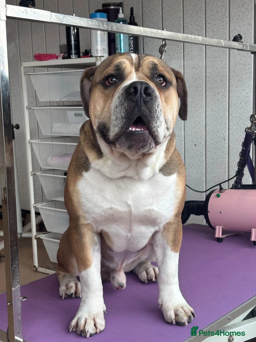 Dorset Olde Tyme Bulldogge dogs for stud: Rocky  in Halifax - Advert 2