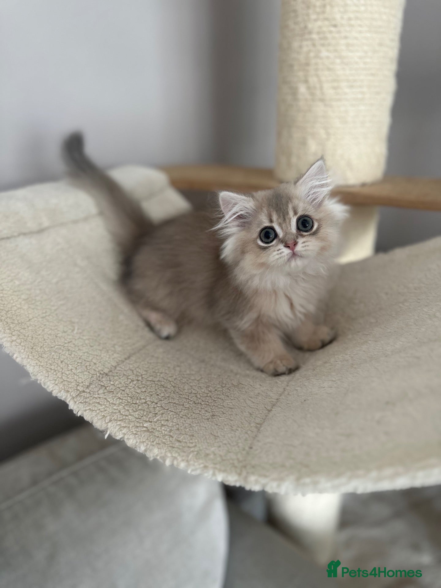 British Longhair cats BLUE GOLDEN BOY 10 weeks old  - Advert 1