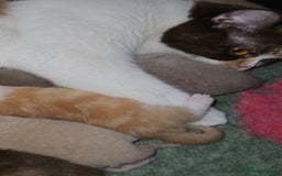 British Shorthair cats for sale: GCCF REGISTERED BRITISH SHORTHAIR KITTENS  - Image 21