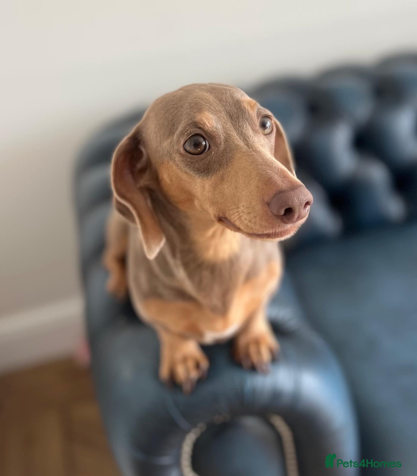 Miniature Dachshund dogs for sale: Stunning miniature daschunds - Advert 1