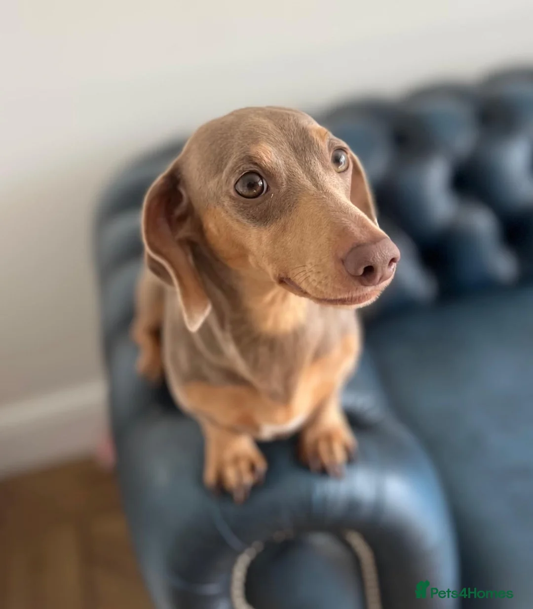 Miniature Dachshund dogs for sale: Stunning miniature daschunds - Advert 1