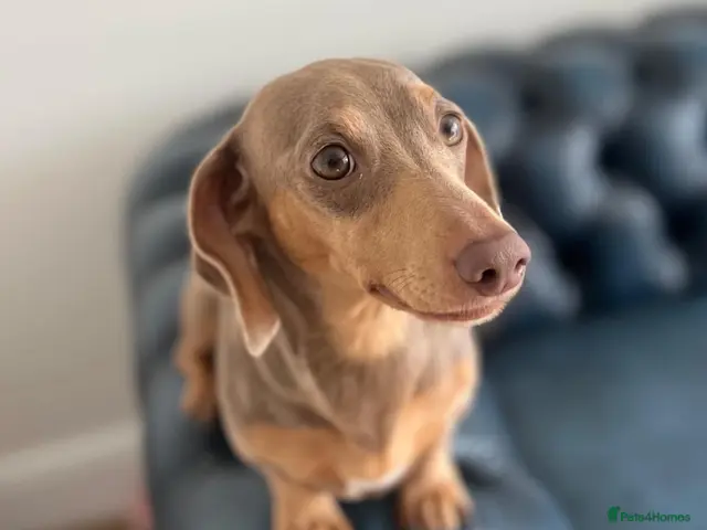 Miniature Dachshund dogs for sale: Stunning miniature daschunds - Advert 1