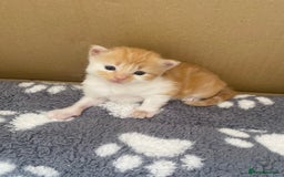 Bengal cats for sale: Kittens for sale  - Image 13