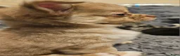 Chihuahua dogs for sale: 2 long coated chihuahua pups  - Advert 12