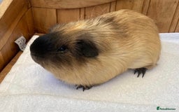 Guinea Pig rodents for sale: Gorgeous Californian Boar - Image 2