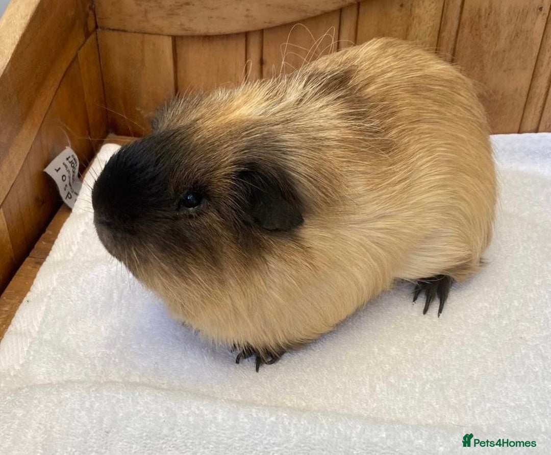 Guinea Pig rodents for sale: Gorgeous Californian Boar - Image 2
