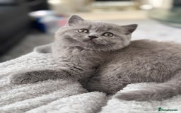 Brazilian Shorthair cats for sale: BRITISH BLUE KITTEN - Image 3