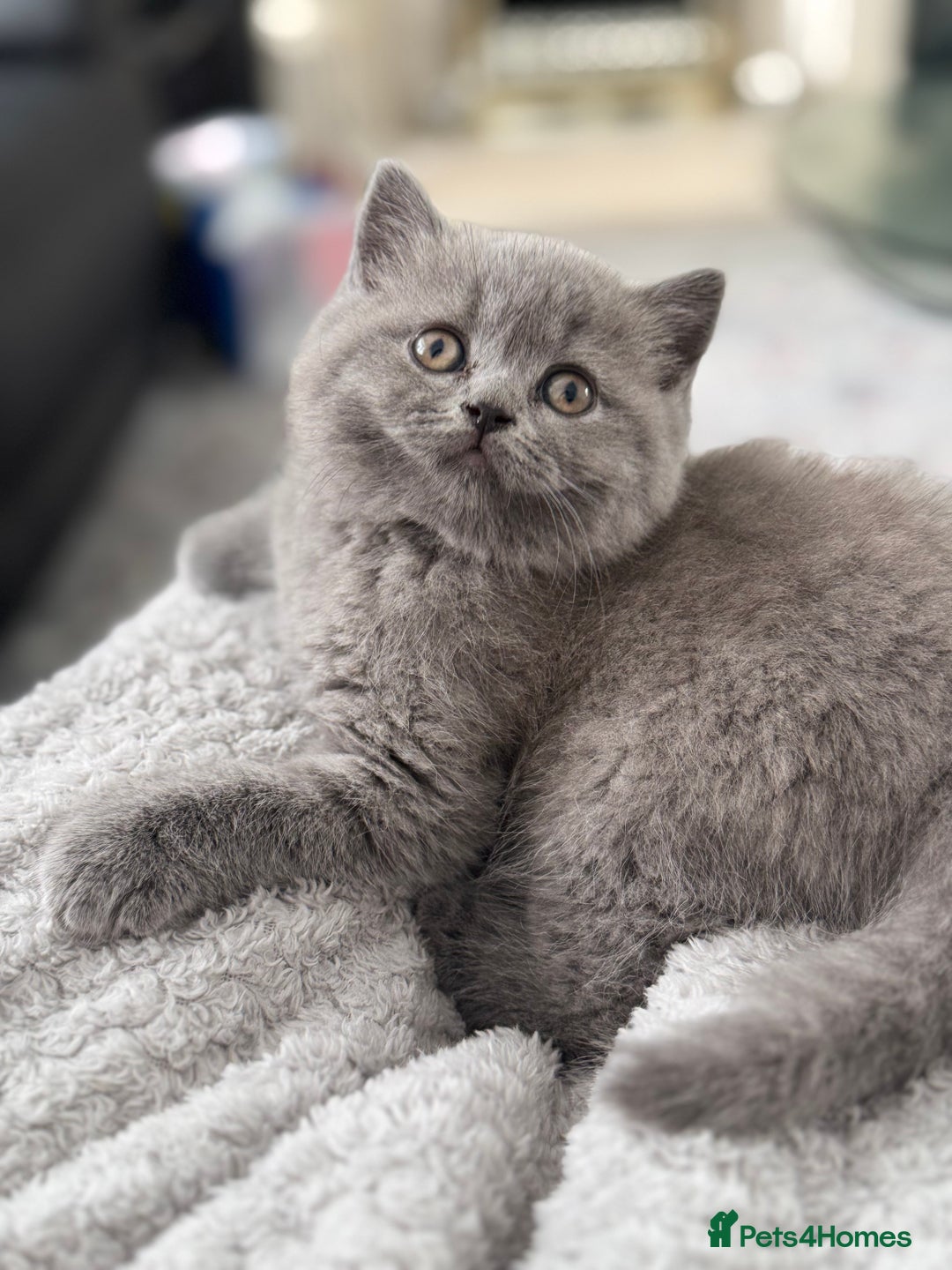 Brazilian Shorthair cats for sale: BRITISH BLUE KITTEN - Image 3