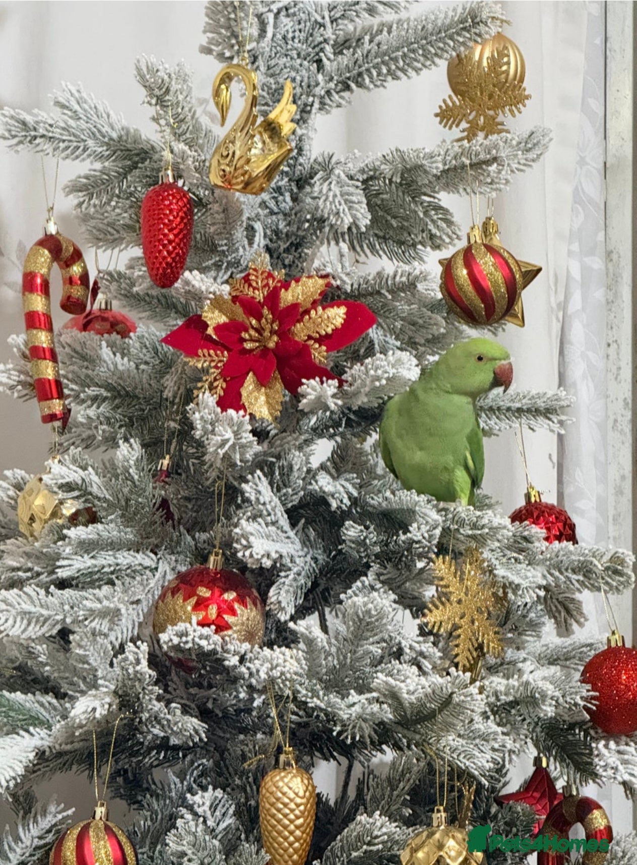 Parakeets birds Beautiful Indian Ringneck parakeet pair with cage. - Advert 4