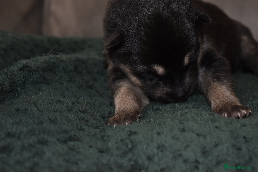 Shepsky dogs for sale: German shepherd x husky puppies - Image 21