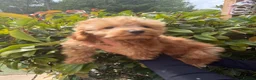 Cockapoo dogs for sale: Stunning toy F1 cockapoo    - Advert 5