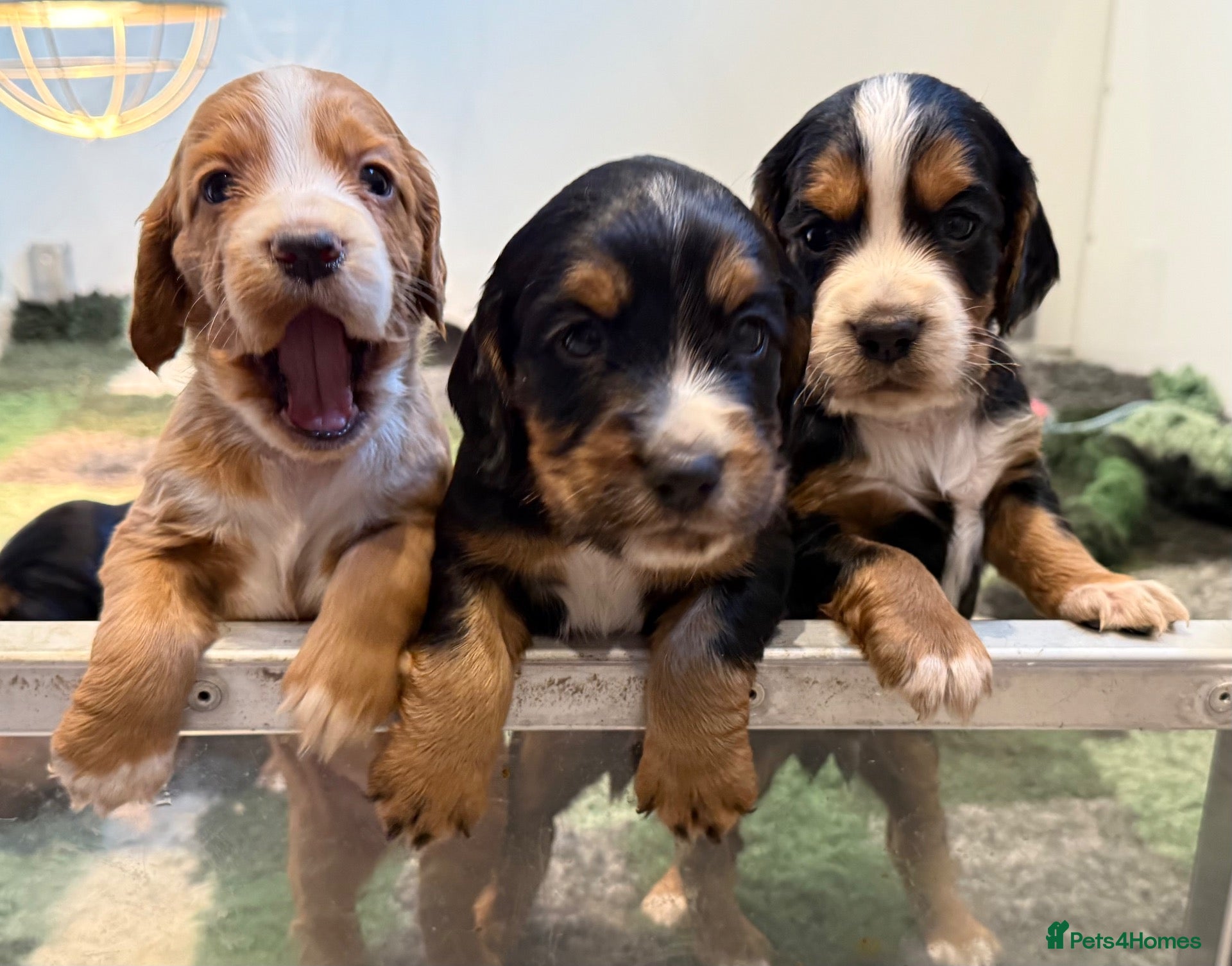 Cocker Spaniel dogs for sale: W/C Spaniel Puppies. Health tested parents - Advert 9