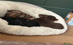 Miniature Dachshund dogs for sale: 🐾 Adorable mini dachshund puppies 🐾 - Image 6