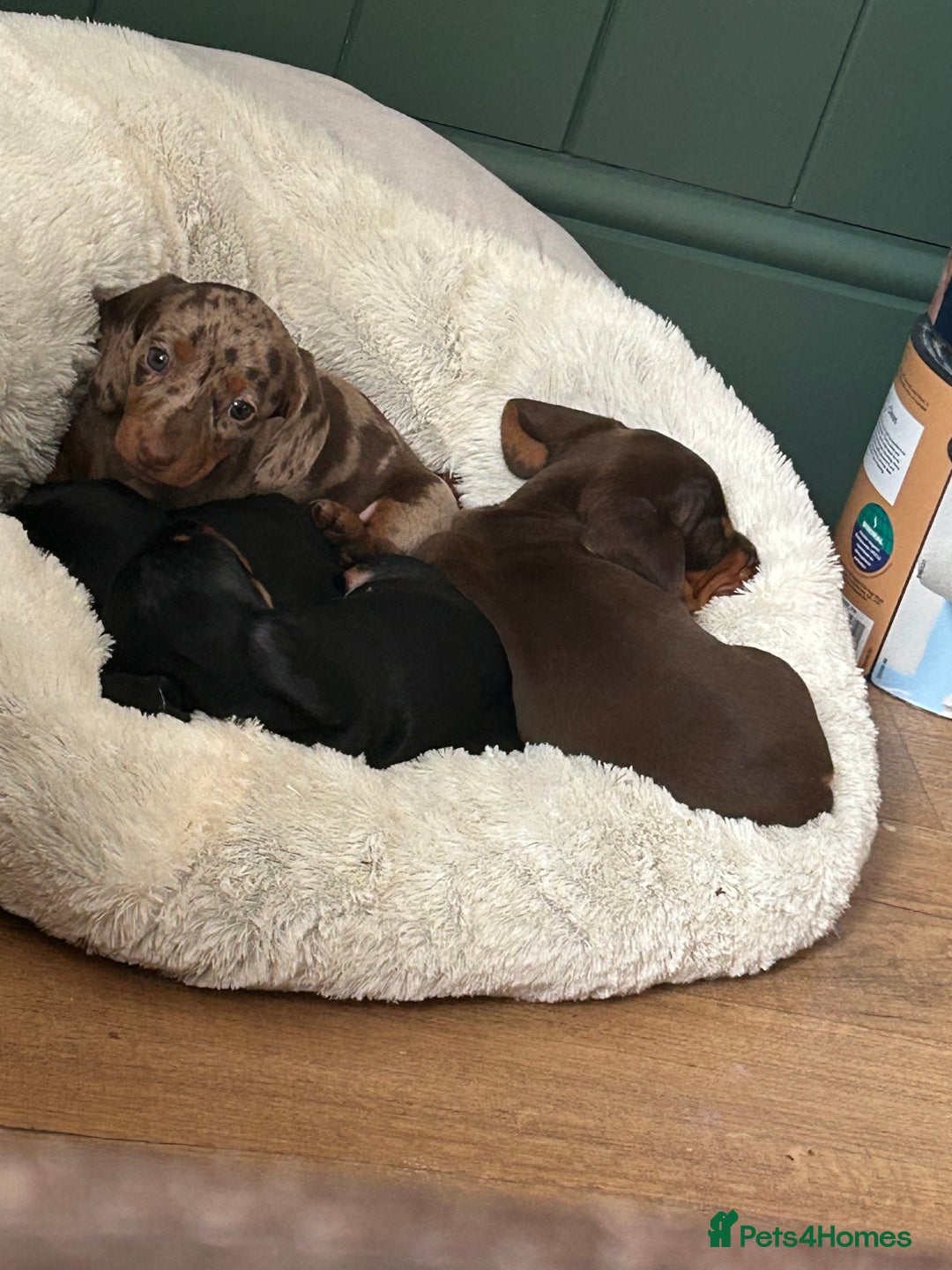 Miniature Dachshund dogs for sale: 🐾 Adorable mini dachshund puppies 🐾 - Image 6