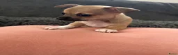 Chihuahua dogs for sale: Gorgeous Rare Pure Chihuahua Puppies - Advert 3