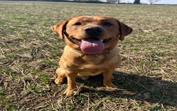 Labrador Retriever dogs for sale: Sykehead are expecting Fox Red lab pups  - Image 22