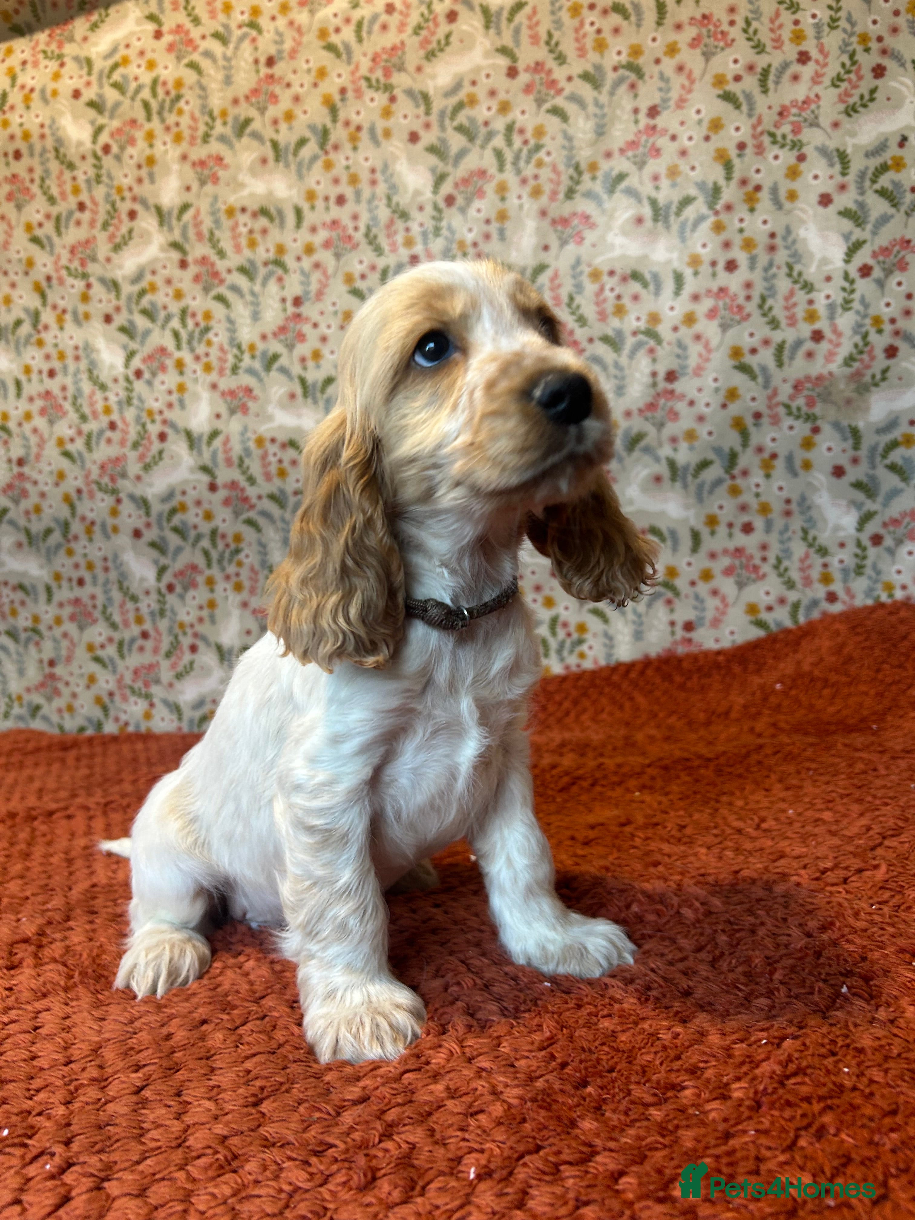 Cocker Spaniel dogs KC Registered show type cocker spaniel puppies.  - Advert 11