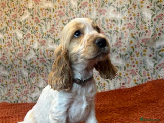 Cocker Spaniel dogs KC Registered show type cocker spaniel puppies. - Advert 3