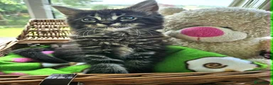 Maine Coon 3